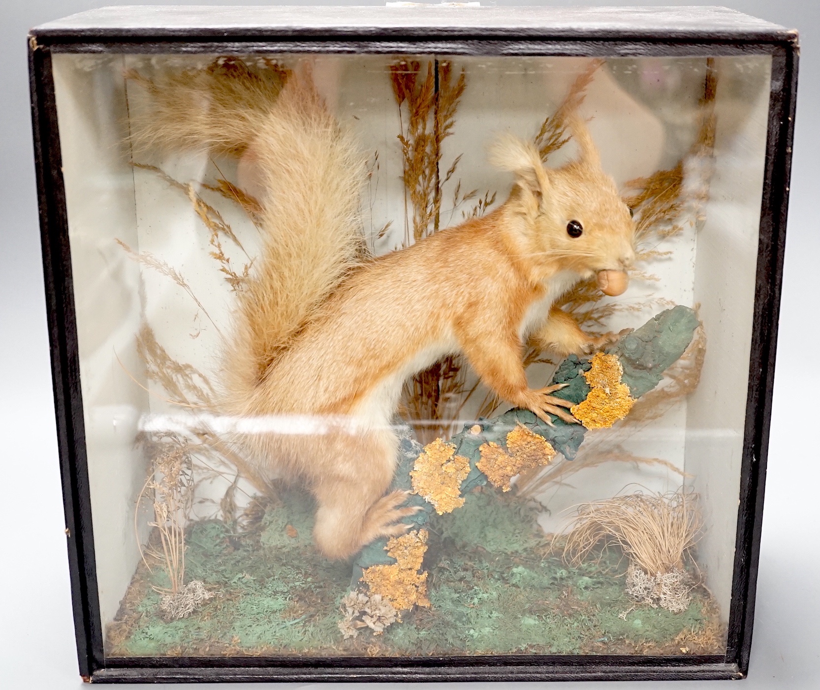 A taxidermy perched red squirrel in glazed wooden case - 31 x 33cm